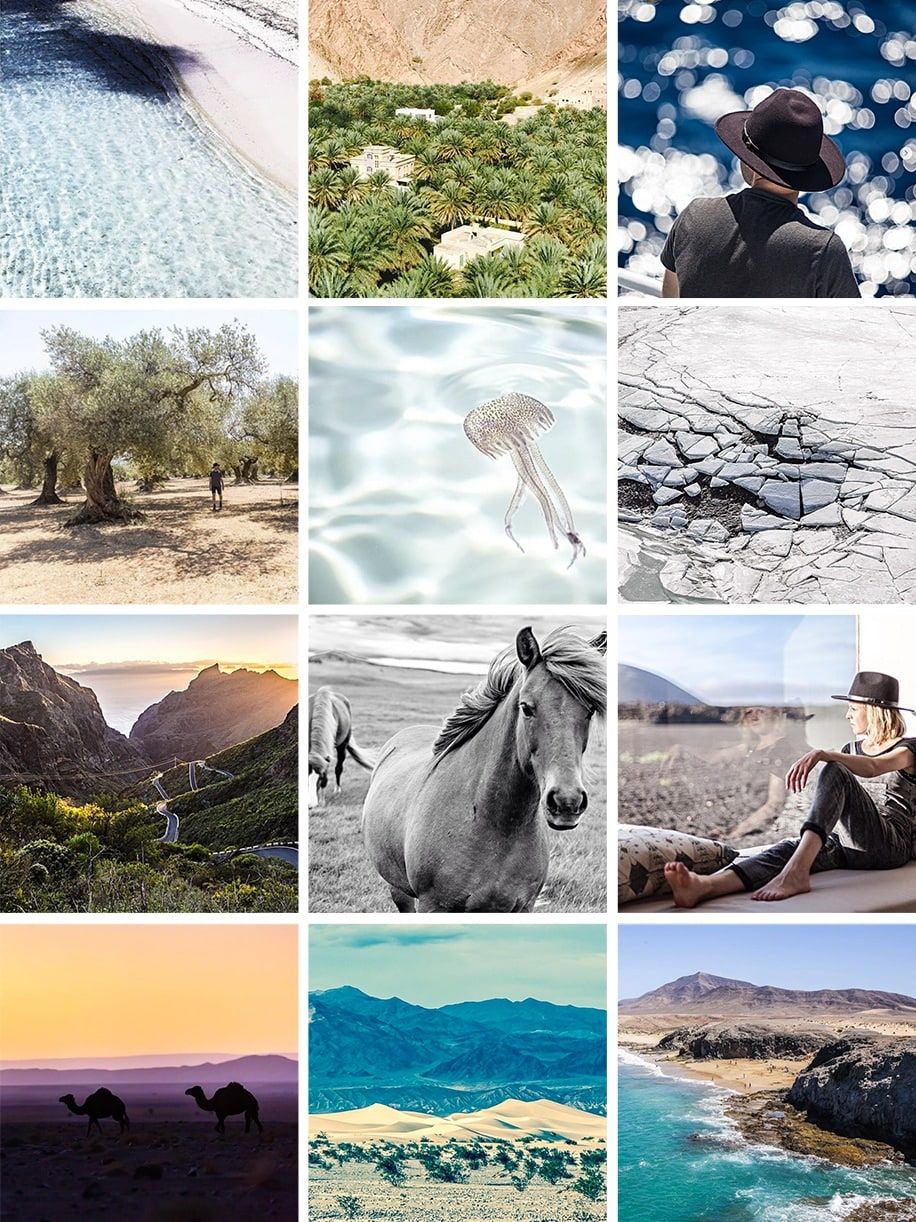 Compte Instagram WildBirdsCollective