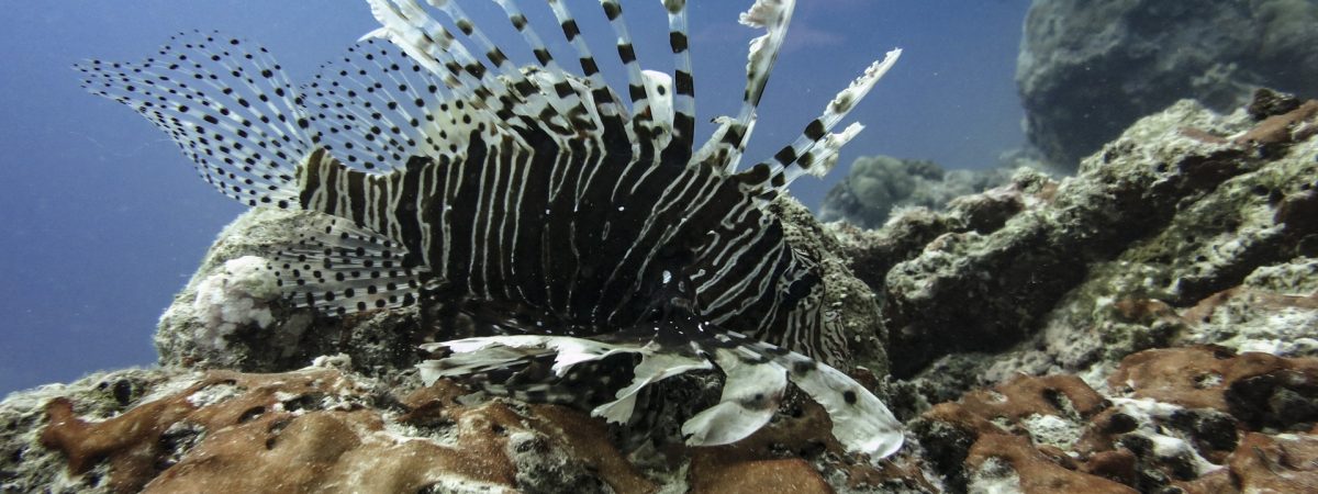 moustachesenvadrouille-sabinekley-maldives-plongee-padi-open-water-11