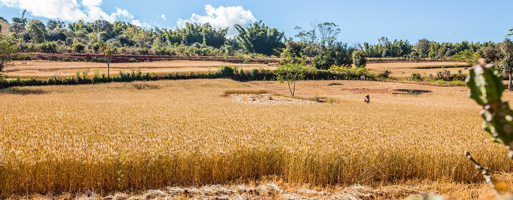moustachesenvadrouille-sabinekley-voyage-birmanie-randonnee-lac-inle-champ