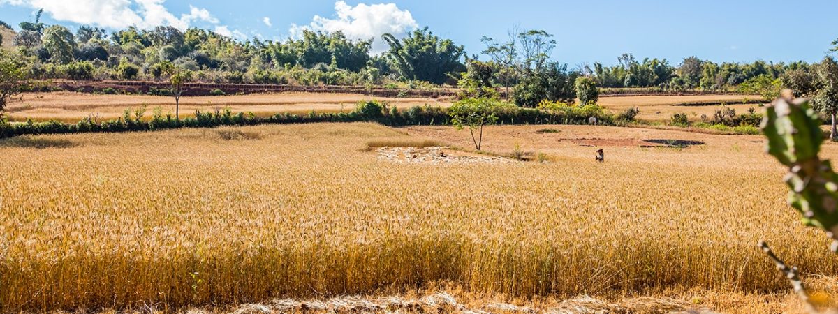 Moisson d'une champ de blé en Birmanie Myanmar vers le Lac Inle