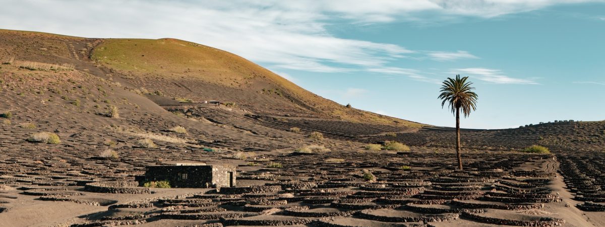 sabinekley-voyage-espagne-canaries-lanzarote-geria-vignes-palmiers