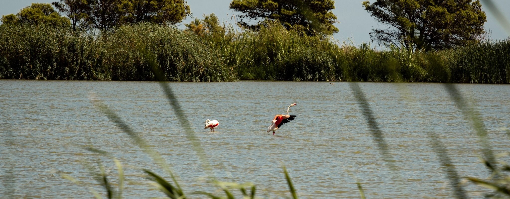 Flamants roses, Delta de l'ebre, Espagne