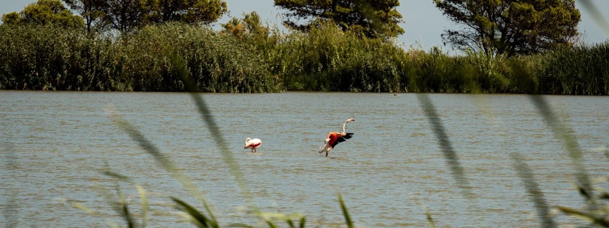 Flamants roses, Delta de l'ebre, Espagne