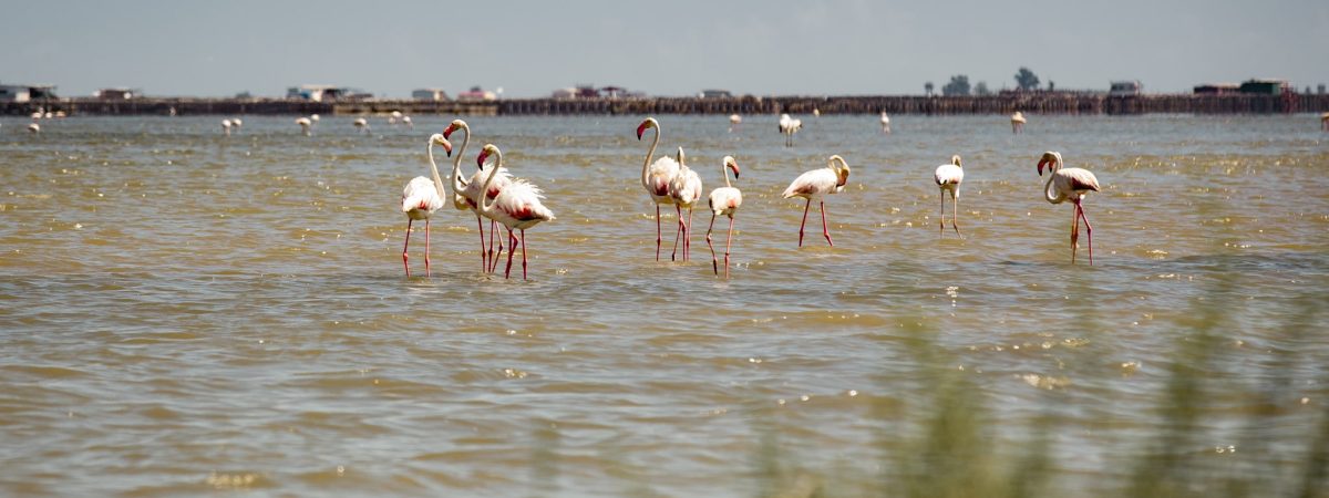 sabinekley-voyage-espagne-catalogne-delta-ebro-roadtrip-flamants-roses