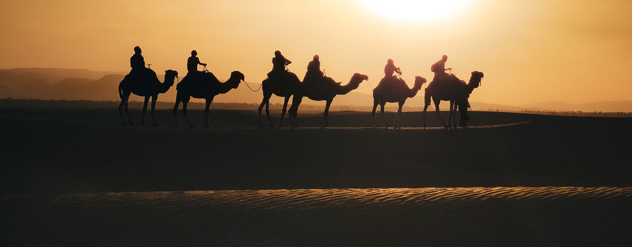 Les dromadaires au Maroc