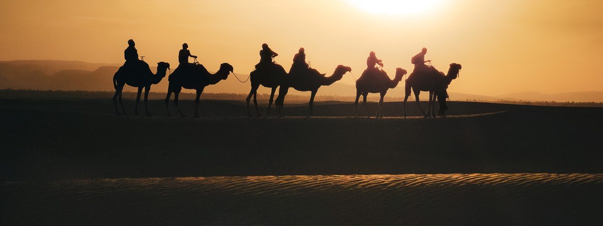 Les dromadaires au Maroc