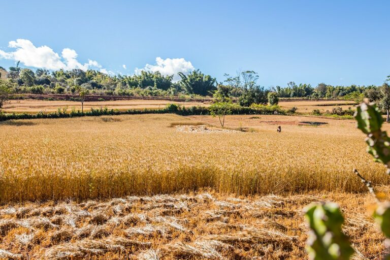 Moisson d'une champ de blé en Birmanie Myanmar vers le Lac Inle