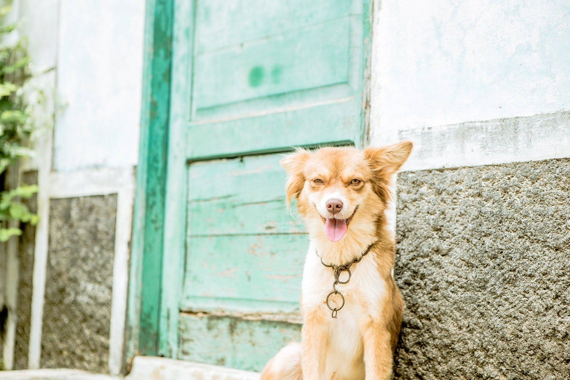 Un joli chien qui prend la pose à Santo Antao
