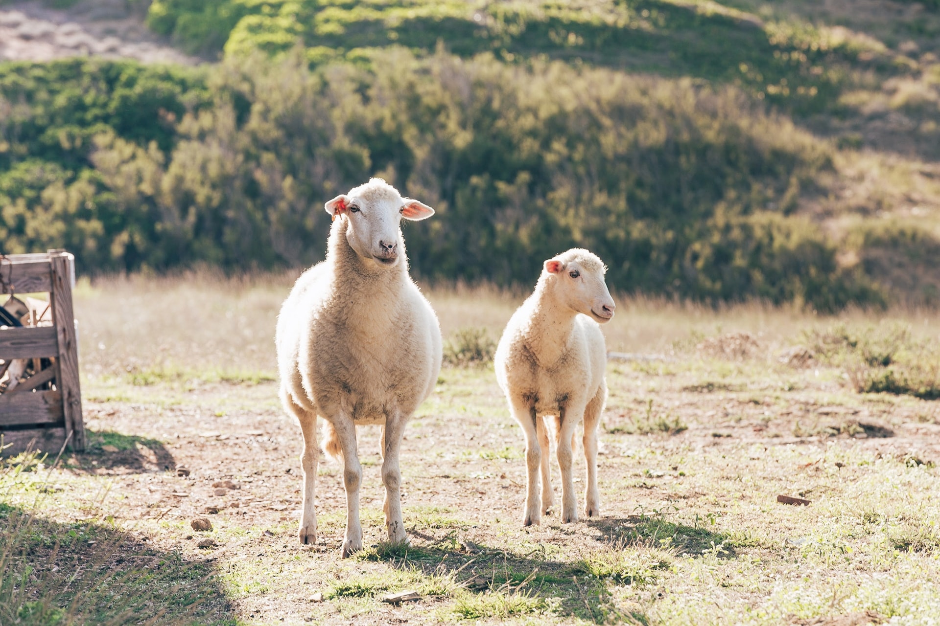 Mouton et agneau sur la plage Cavalleria à Minorque