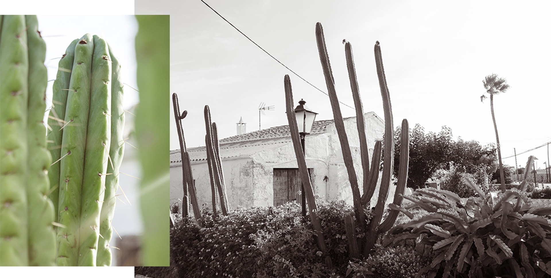 cactus sur l'ile de Minorque