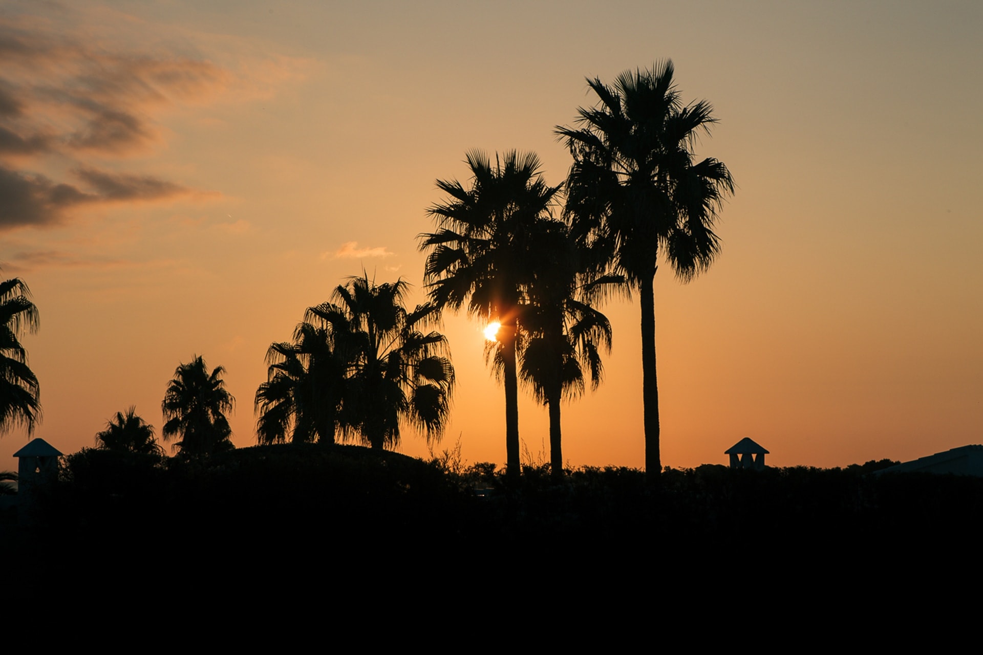 Palmiers au coucher du soleil aux Baleares