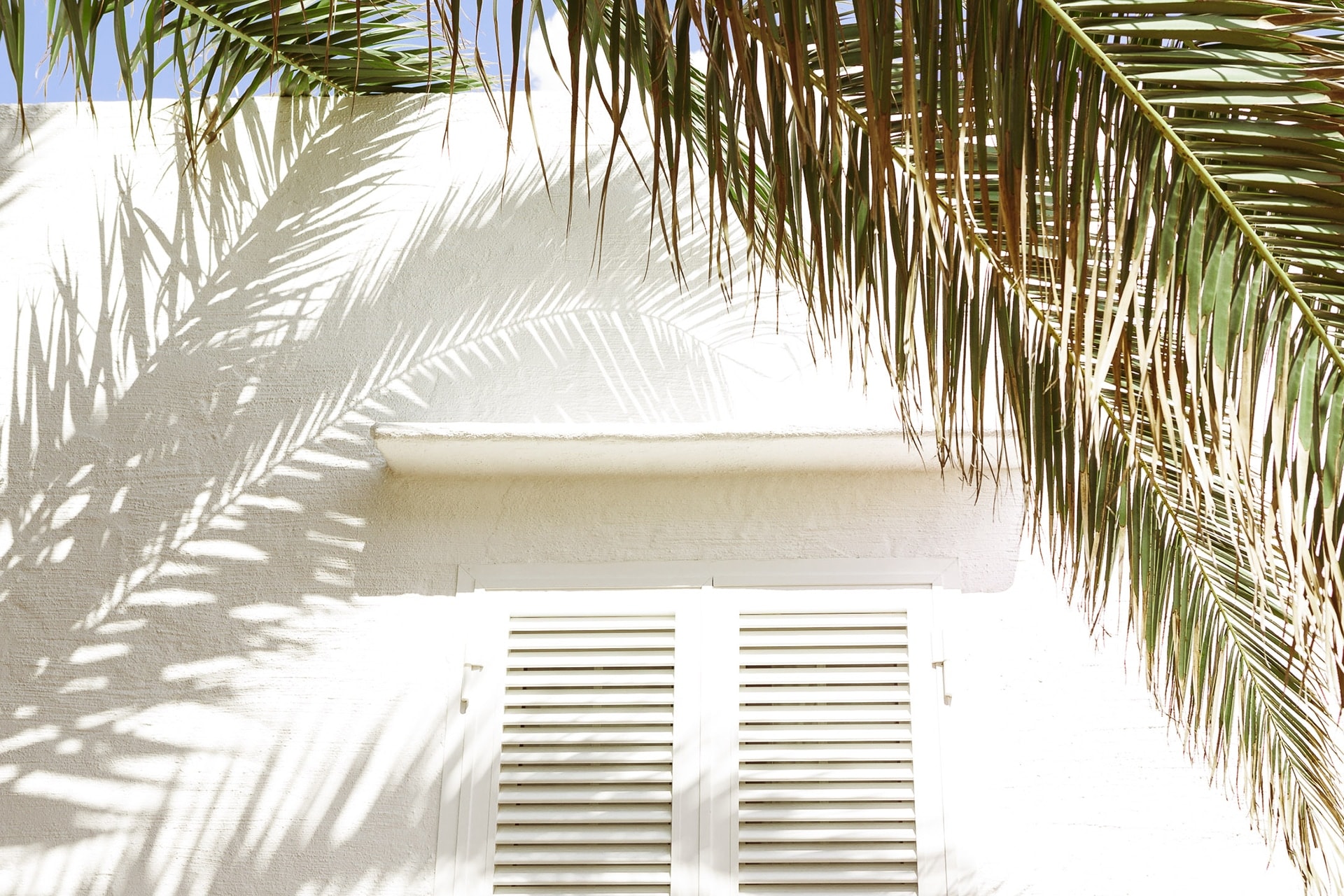 Fenêtre et ombre d'un palmier sur u mur blanc à Minorque