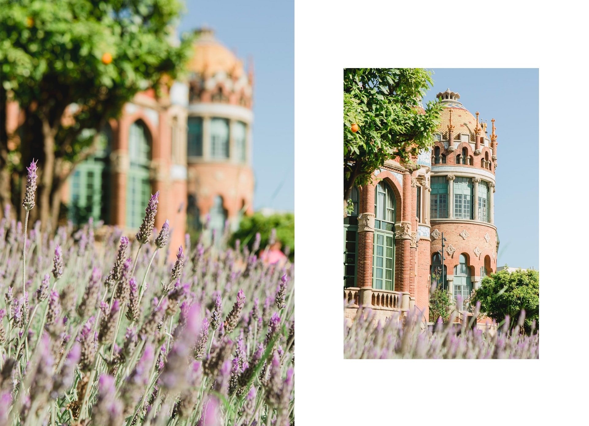 Lavandes et orangers dans l'enceinte Moderniste de l'Hospital Sant Pau