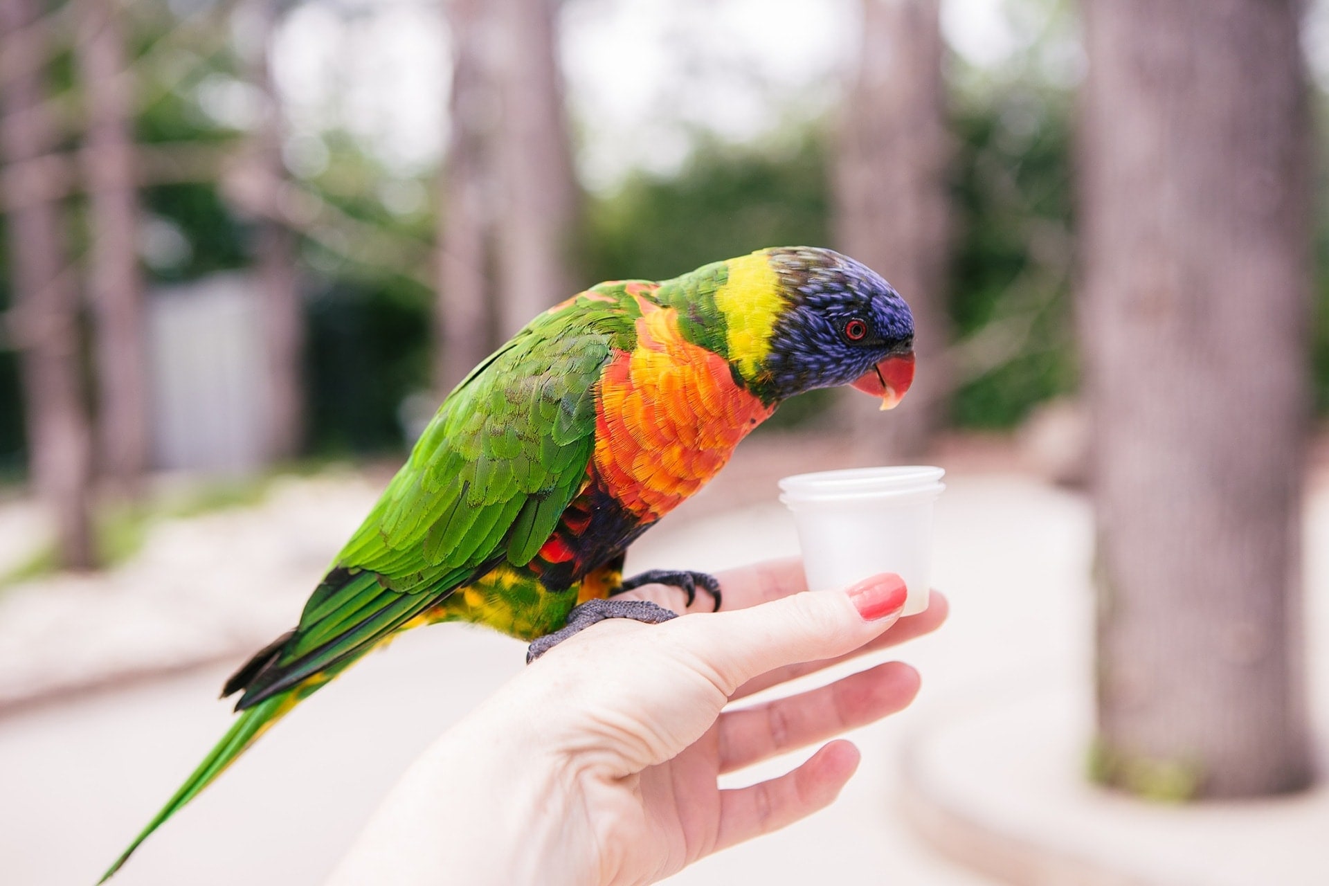 Le parc des oiseaux dans l’Ain