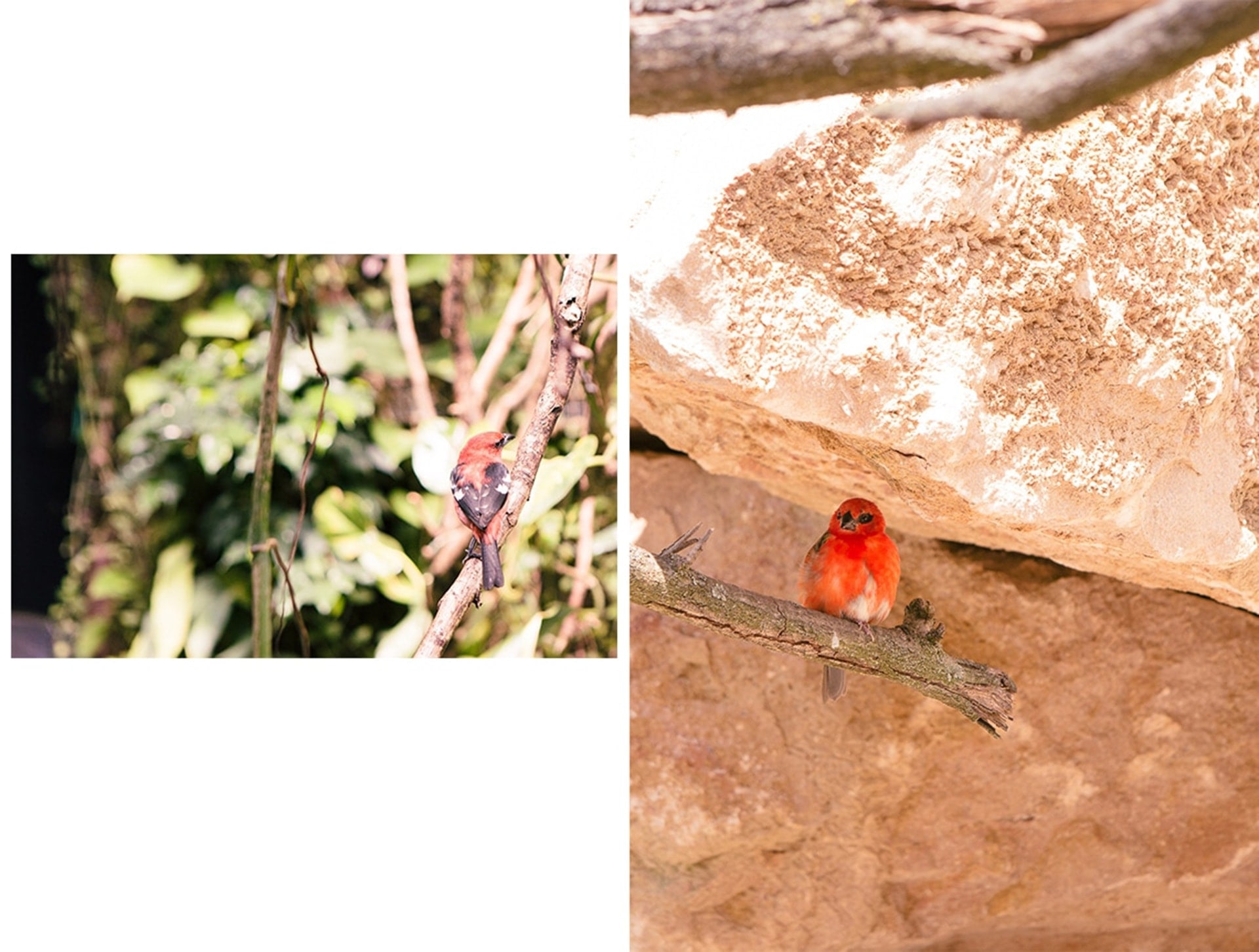 OIseaux du parc des oiseaux de Villars les Dombes