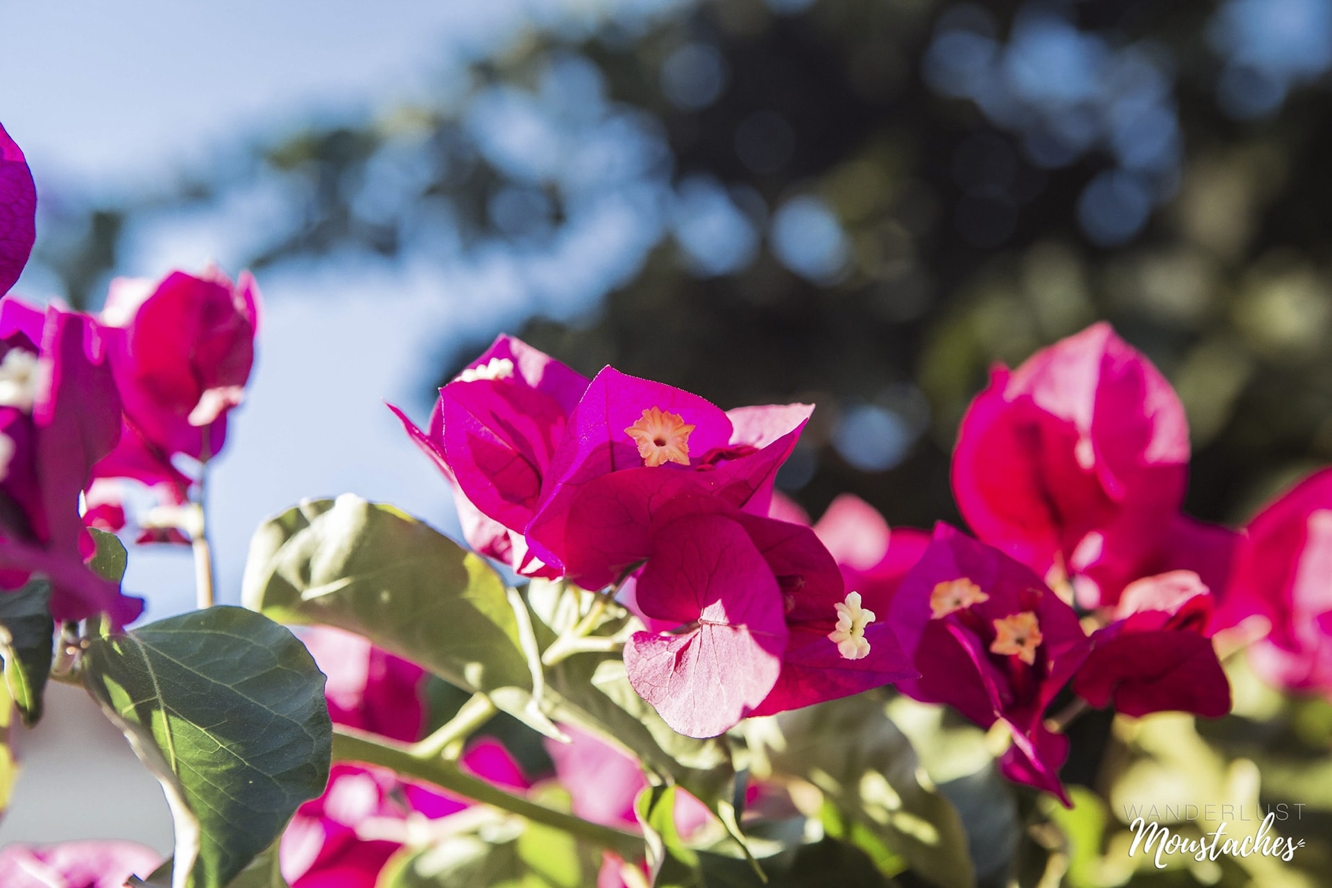 Splendides fleurs de Bougainvillée