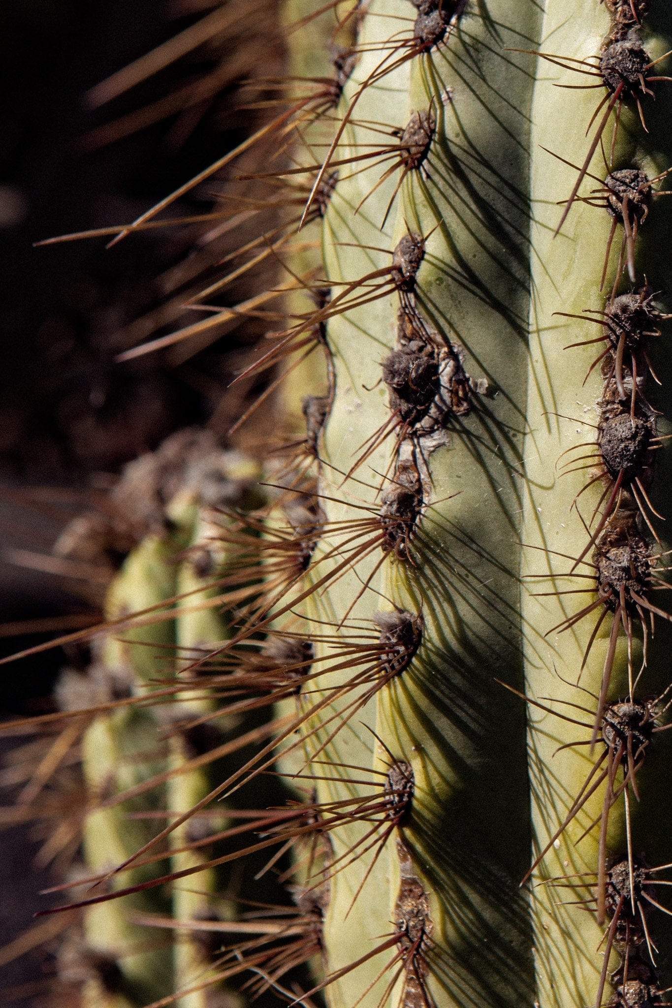 Un cactus qui ne manque pas de piquant à Lanzarote