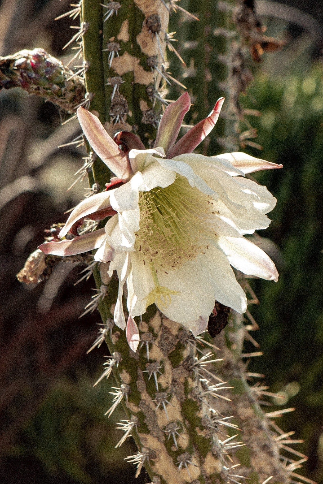 Très jolie fleur de cactus à Lanzarote