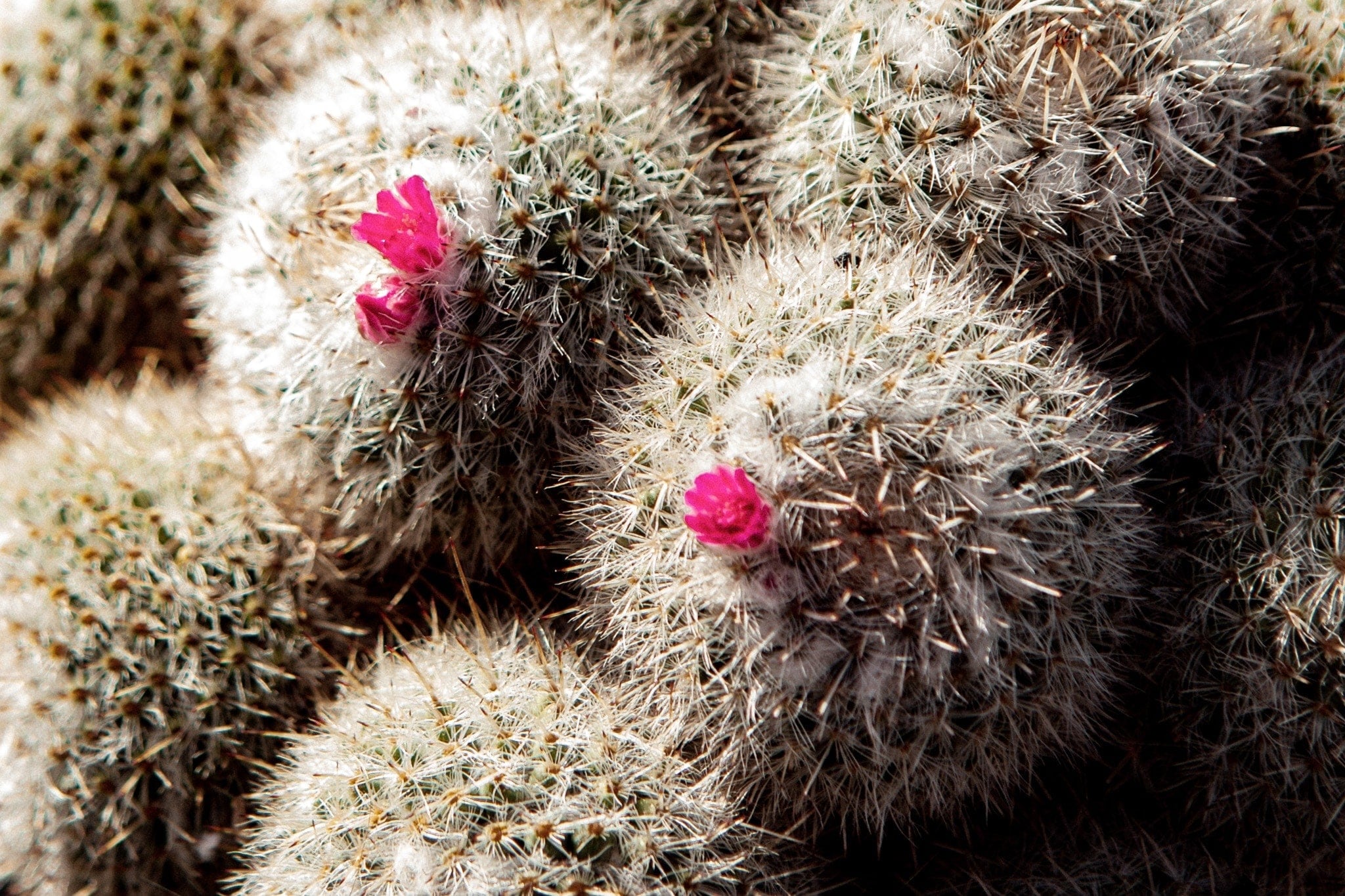 Des cactus doux comme du coton à Lanzarote