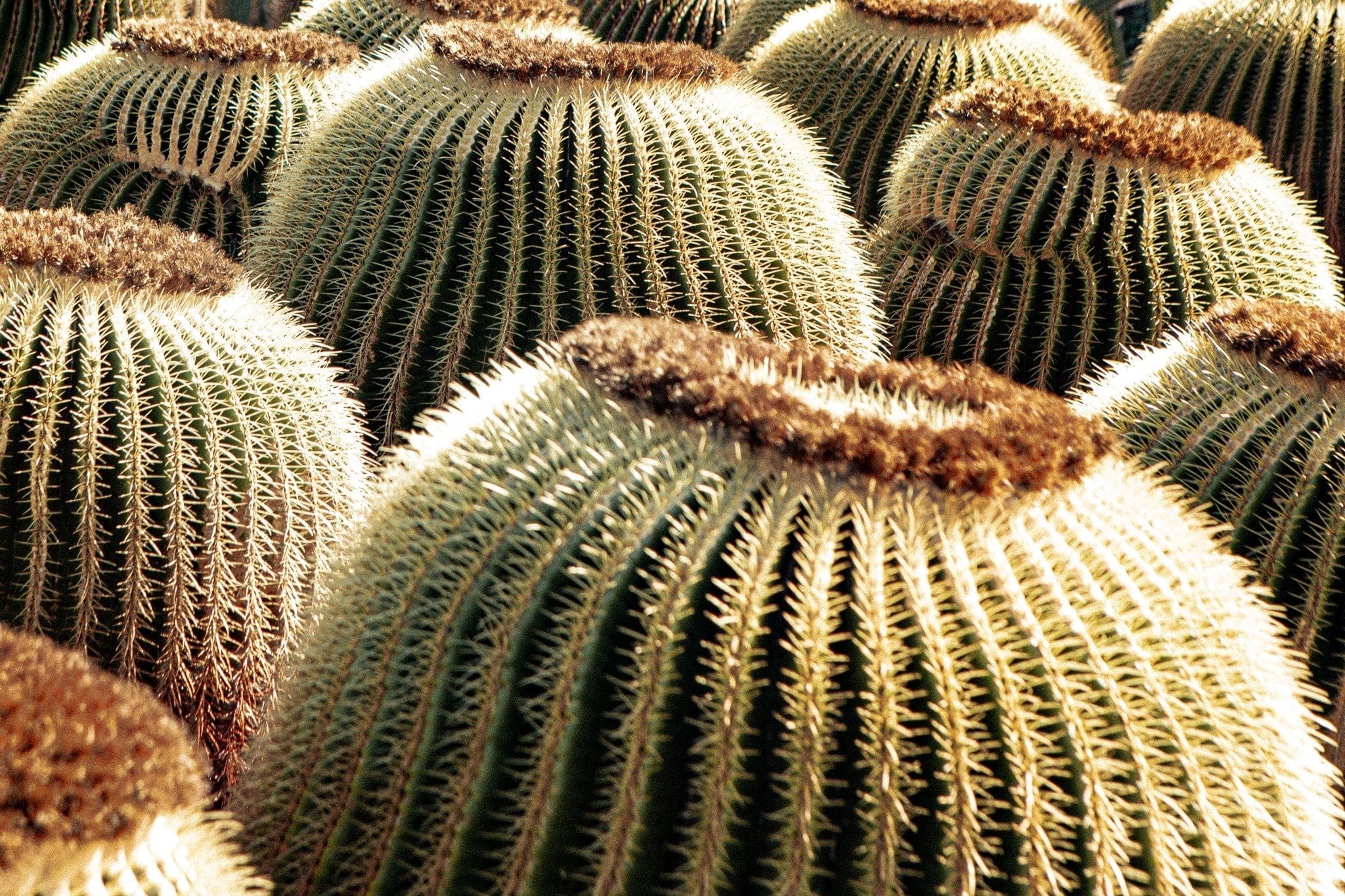 Cactus à profusion dans le jardin de Cactus à Lanzarote