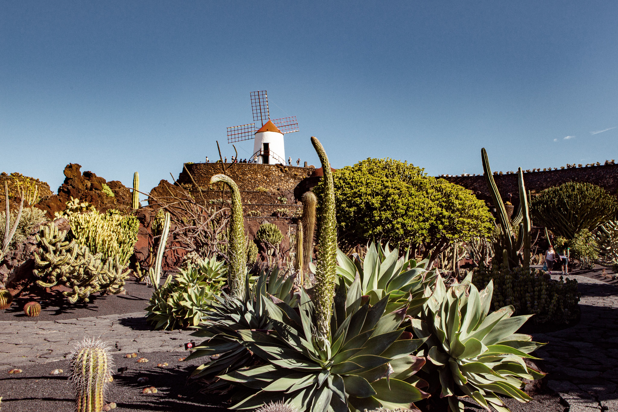 Jardin de cactus à Lanzarote – oeuvre de Cesar Manrique