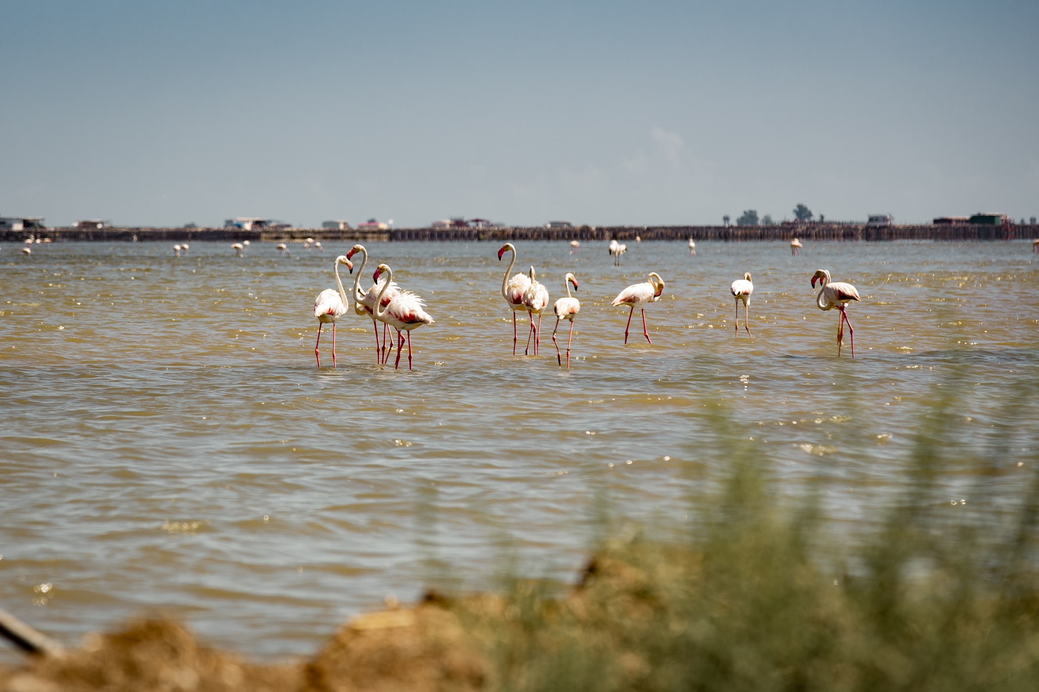 Delta de l’Èbre, entre flamants roses et rizières